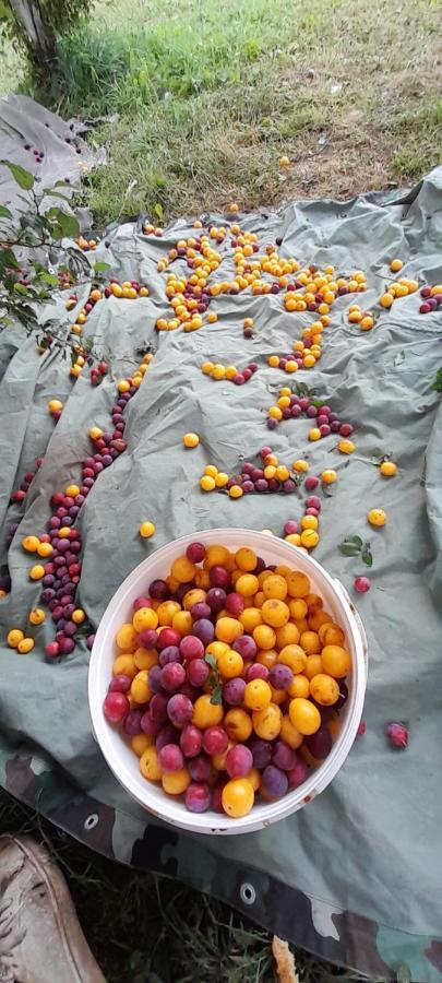 فندق Organic Family Farm جابلياك المظهر الخارجي الصورة