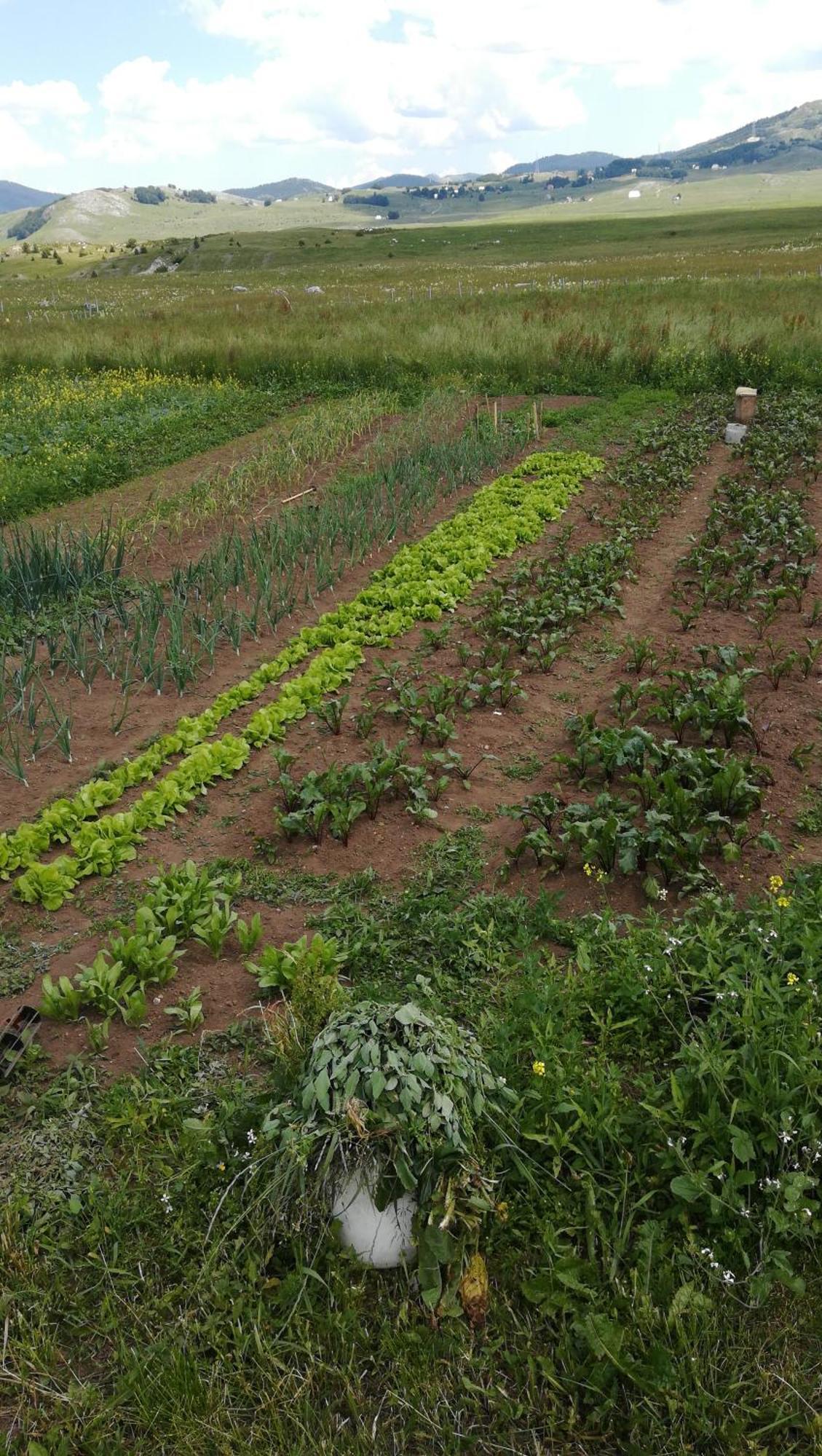 فندق Organic Family Farm جابلياك الغرفة الصورة