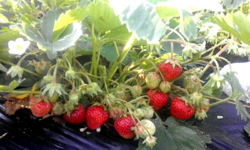 فندق Organic Family Farm جابلياك المظهر الخارجي الصورة
